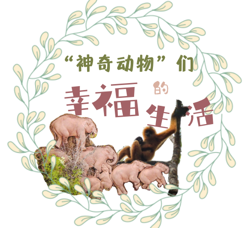 中国这十年 | 从“雨林精灵”到“心之所‘象’”：“神奇动物”们的幸福生活