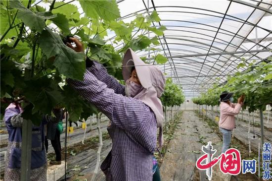 江苏如东“小葡萄串起大梦想”