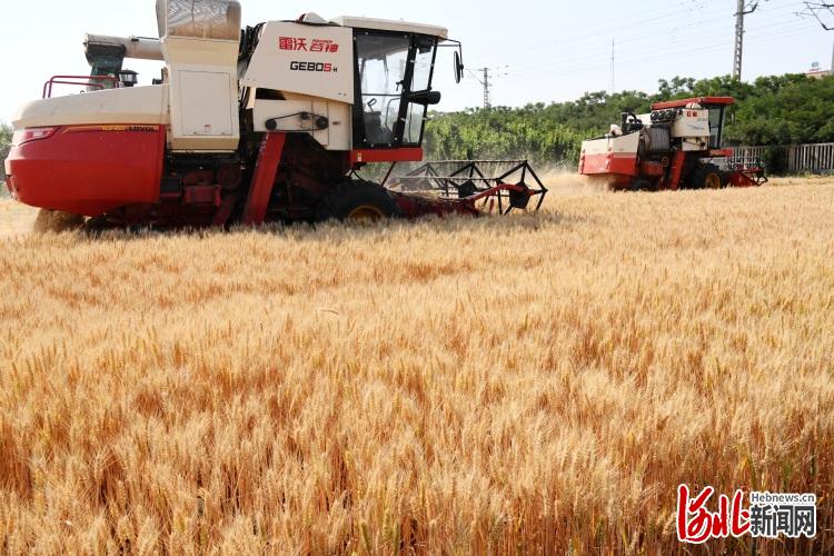 河北广平:“三夏”时节麦收忙