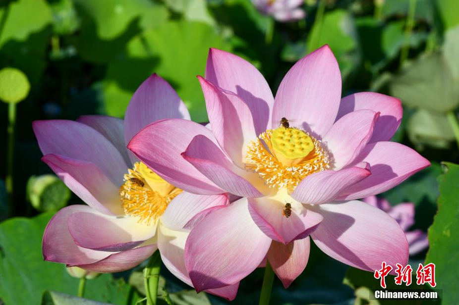 端午假期海口百亩荷花绽放引客来