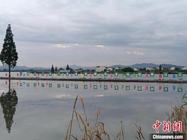 “佳酿之源”千亩糯稻插秧 数字赋能绍兴酒原料生长