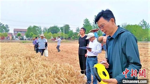 江苏睢宁111万亩小麦收割 预计总产量近9亿斤