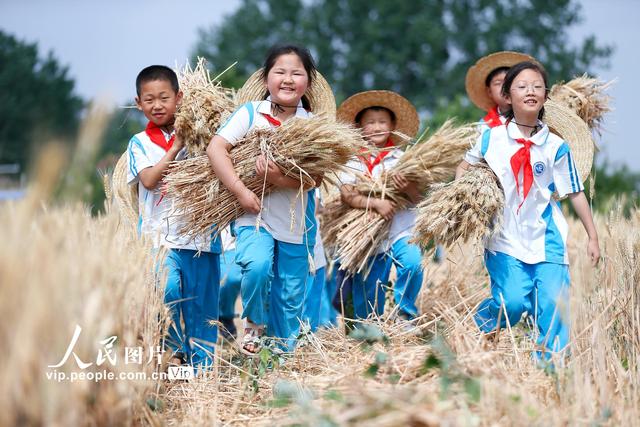 山东青岛:校园“小麦农”田间收获忙