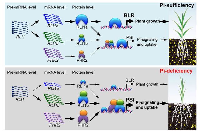 研究揭示作物通过基因可变剪切整合作物高效生长与低磷养分适应性