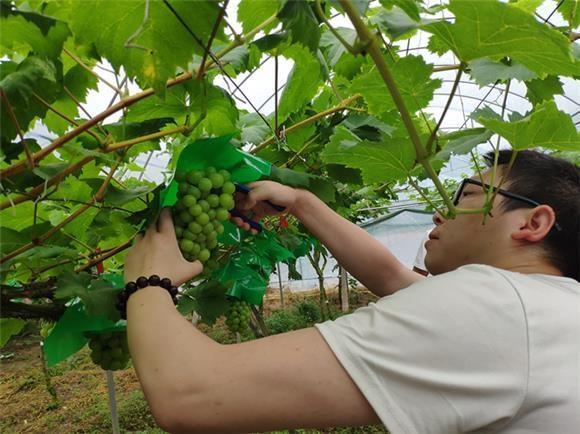 重庆丰都:汶溪村葡萄熟啦 甜过初恋