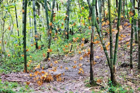 蝴蝶谷里现奇观