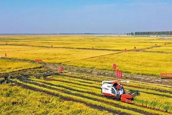 宁夏加强科技服务确保夏粮“颗粒归仓”