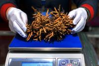 青海冬虫夏草市场迎交易高峰:“软黄金”名不虚传