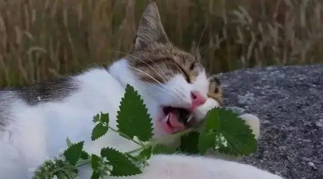 猫咪对猫薄荷“上头”与驱虫有关