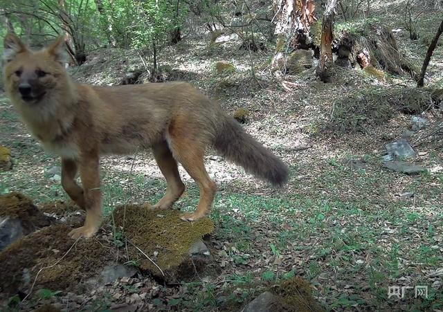 首次！四兽之首“豺”现身青海互助北山