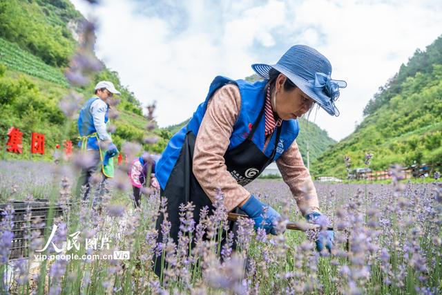 贵州纳雍：山村种出薰衣草 芳香产业富乡邻