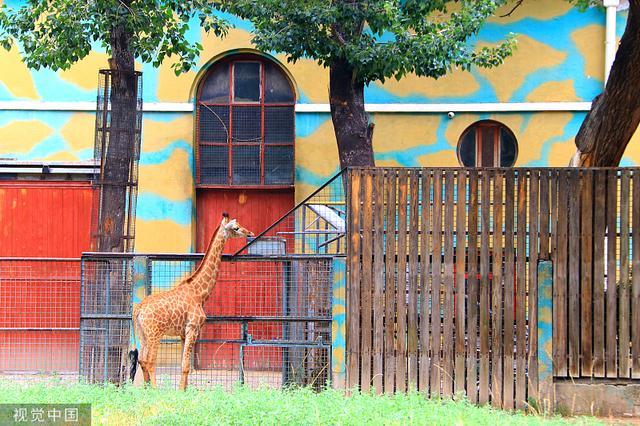 北京动物园新生小动物陆续亮相 萌力“爆表”