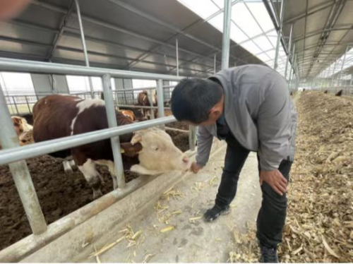 吉林桦甸：矿业转型发展肉牛产业见成效