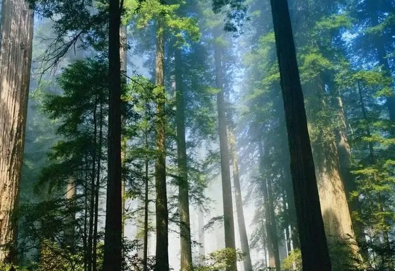 湖南长沙：让林业产业成为“幸福不动产”