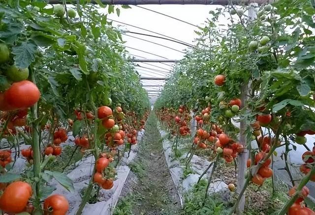 年产值上千万，德惠布海镇靠棚膜致富