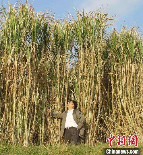 菌草技术发明人林占熺：这棵中国草 心系人类共同命运
