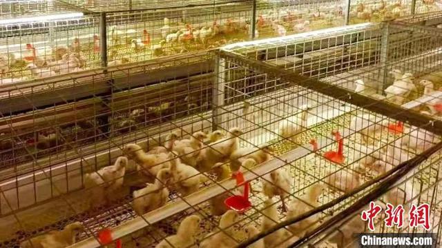 山西襄垣一个乡村的振兴实践：抓住机遇 打造肉鸡产业链