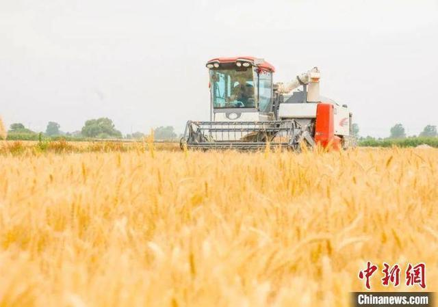 江苏盐城粮食产量连续7年超140亿斤 打造“东部沿海大粮仓”