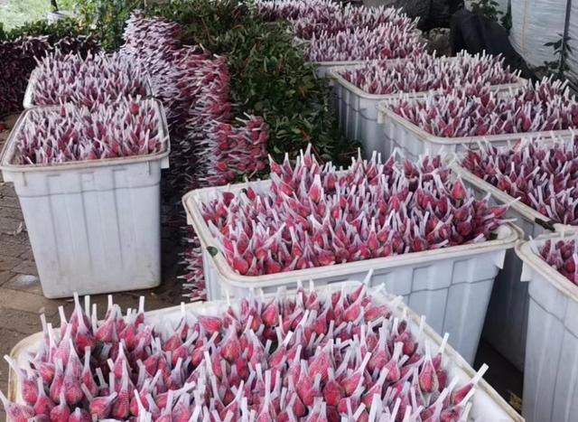 舞阳：多彩产业勾勒乡村振兴画卷