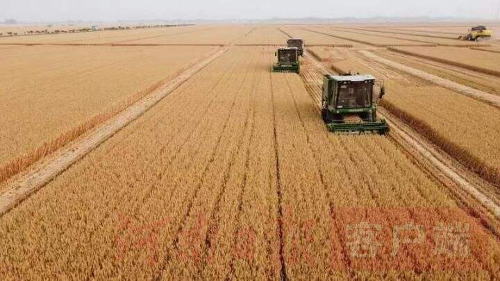 河南：夏粮产量稳居全国第一 经济社会发展呈现出“稳、进、好”的态势