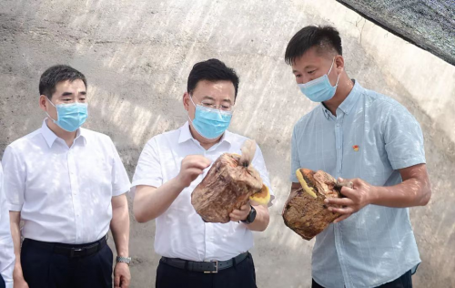 胡家福：做优做强桑黄特色产业