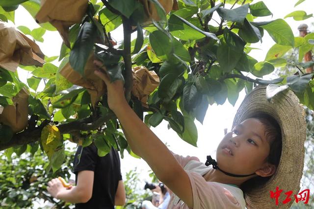 重庆:“生态梨”迎丰收,乡村振兴“甜”起来