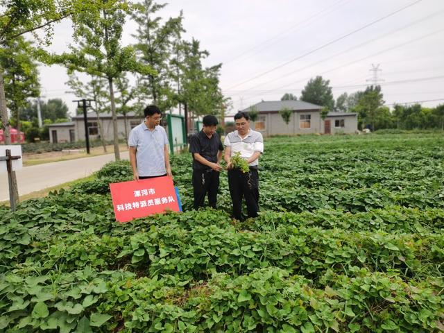 漯河市召陵区:科技特派员奔波田间地头助力乡村振兴