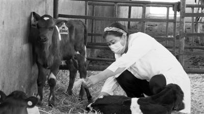 刘月娥：改良牛品种，让奶农的日子“牛”起来