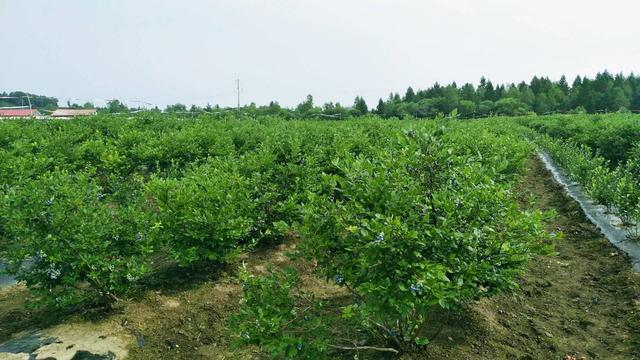 小浆果”变成“大产业”，靖宇县蓝莓栽培面积达到3.2万亩