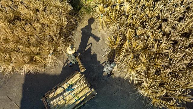 江西新余:毛竹“花”开九龙山