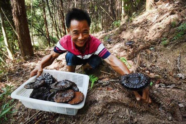 江西黎川:密林种灵芝 村集体走出致富新路子
