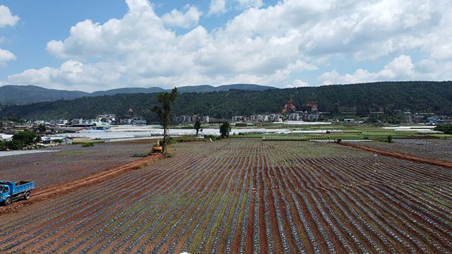 点“绿”成“金” 集体产业兴村民日子好