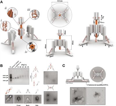 全DNA纳米机器人可探索细胞过程