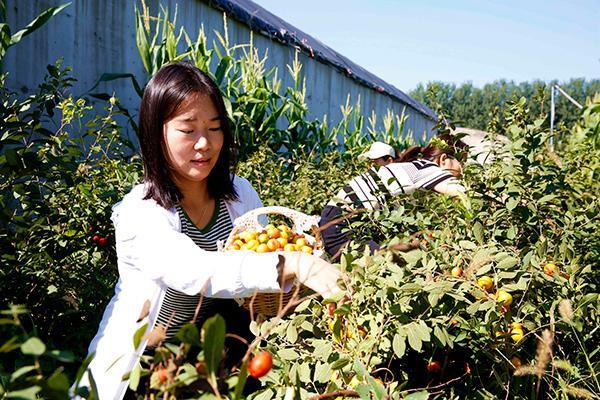 北京平谷举办欧李节 产销联动促增收