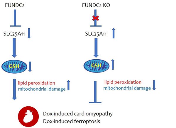 研究发现线粒体外膜蛋白FUNDC2介导阿霉素引起的铁死亡和心肌损伤的机制