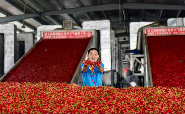 打造辣椒产业“贵州模式” 走好高质量发展之路