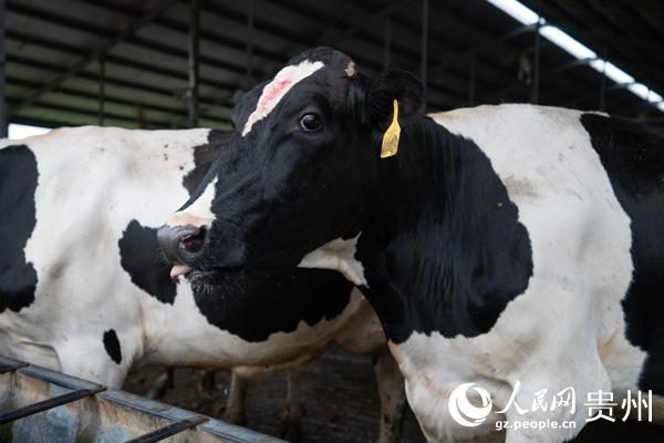 贵州“好一多”乳业：“粮改饲”项目助力农业提质增效