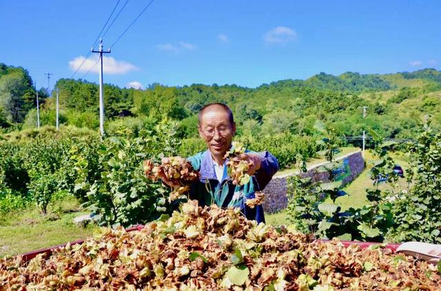 林下种植榛果香 北京延庆珍珠泉乡千亩荒山变金山