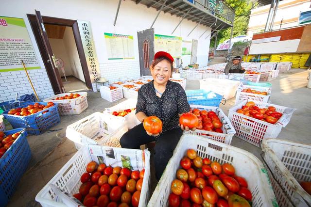 重庆巴南：蔬菜基地喜获丰收