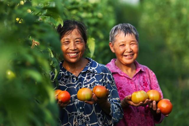 重庆巴南：蔬菜基地喜获丰收