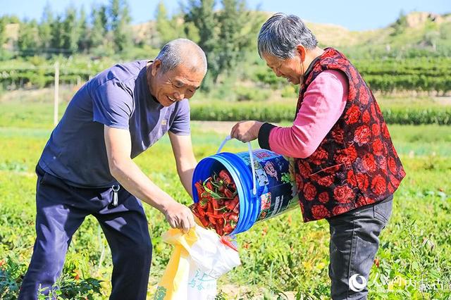 呼和浩特市托克托县：红红火火庆丰收