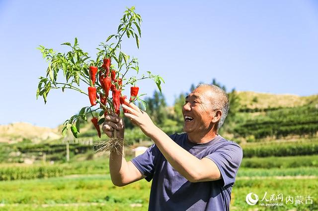 呼和浩特市托克托县：红红火火庆丰收