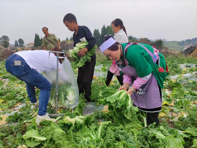 安顺西秀区：群众自筹万斤绿色蔬菜捐助贵阳抗击疫情