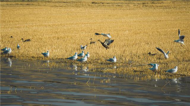 新疆喀拉托海湖：水鸟戏水美如画
