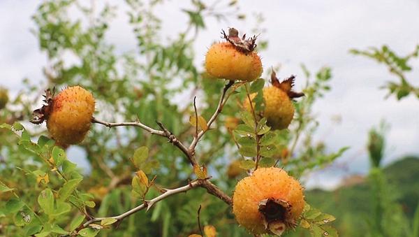 贵州黔南：“黄金果”挂梢头 刺梨迎丰收