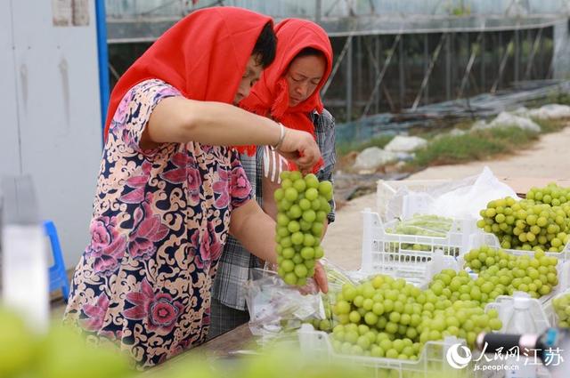 江苏兴化：金秋葡萄香满园