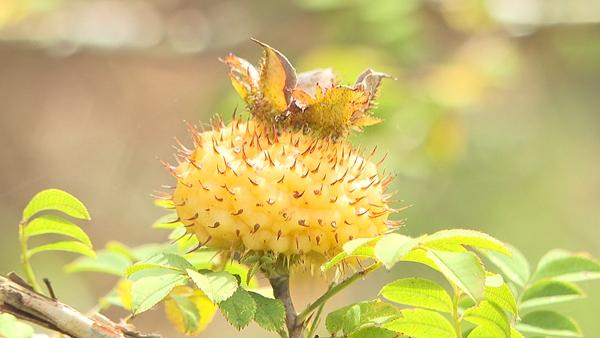 贵州黔南：“黄金果”挂梢头 刺梨迎丰收