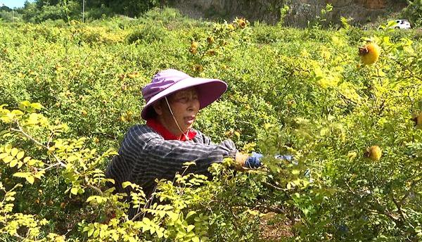 贵州黔南：“黄金果”挂梢头 刺梨迎丰收