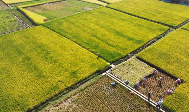 云南个旧高原特色现代农业发展提质增效