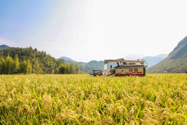 福建建宁:烟后杂交水稻制种喜获丰收